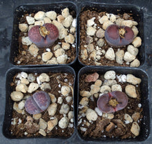 Load image into Gallery viewer, Lithops salicola &#39;Sato&#39;s Violet&#39; (aka &#39;Bacchus&#39;)
