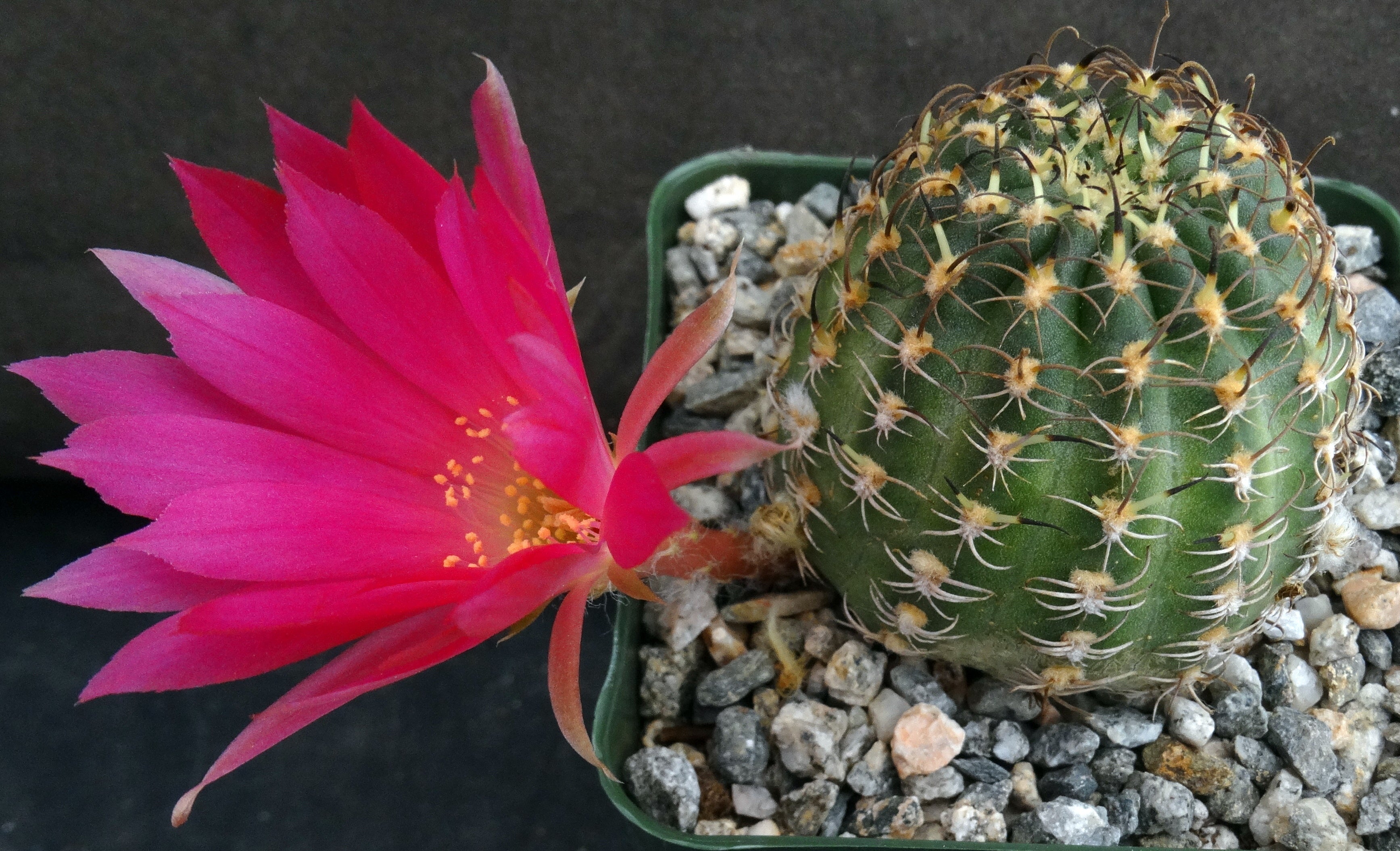 Lobivia winteriana