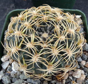 Lobivia prestoana