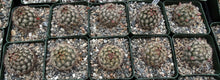 Load image into Gallery viewer, Mammillaria schumannii v. globosa
