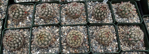 Mammillaria schumannii v. globosa