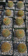 Load image into Gallery viewer, Mammillaria carmenae *Yellow-orange brush spines*
