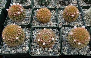 Mammillaria carmenae Orange spine form