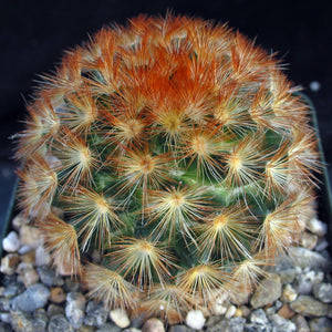 Mammillaria carmenae Orange spine form