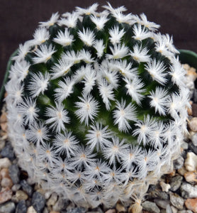 Mammillaria duwei