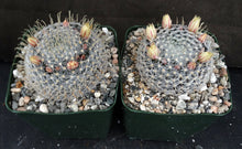 Load image into Gallery viewer, Mammillaria duwei Spine form
