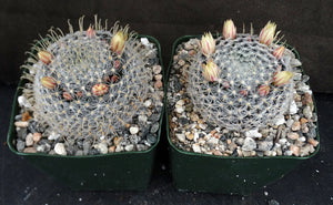 Mammillaria duwei Spine form