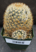 Load image into Gallery viewer, Mammillaria laui v. subducta *Bigger Plant*
