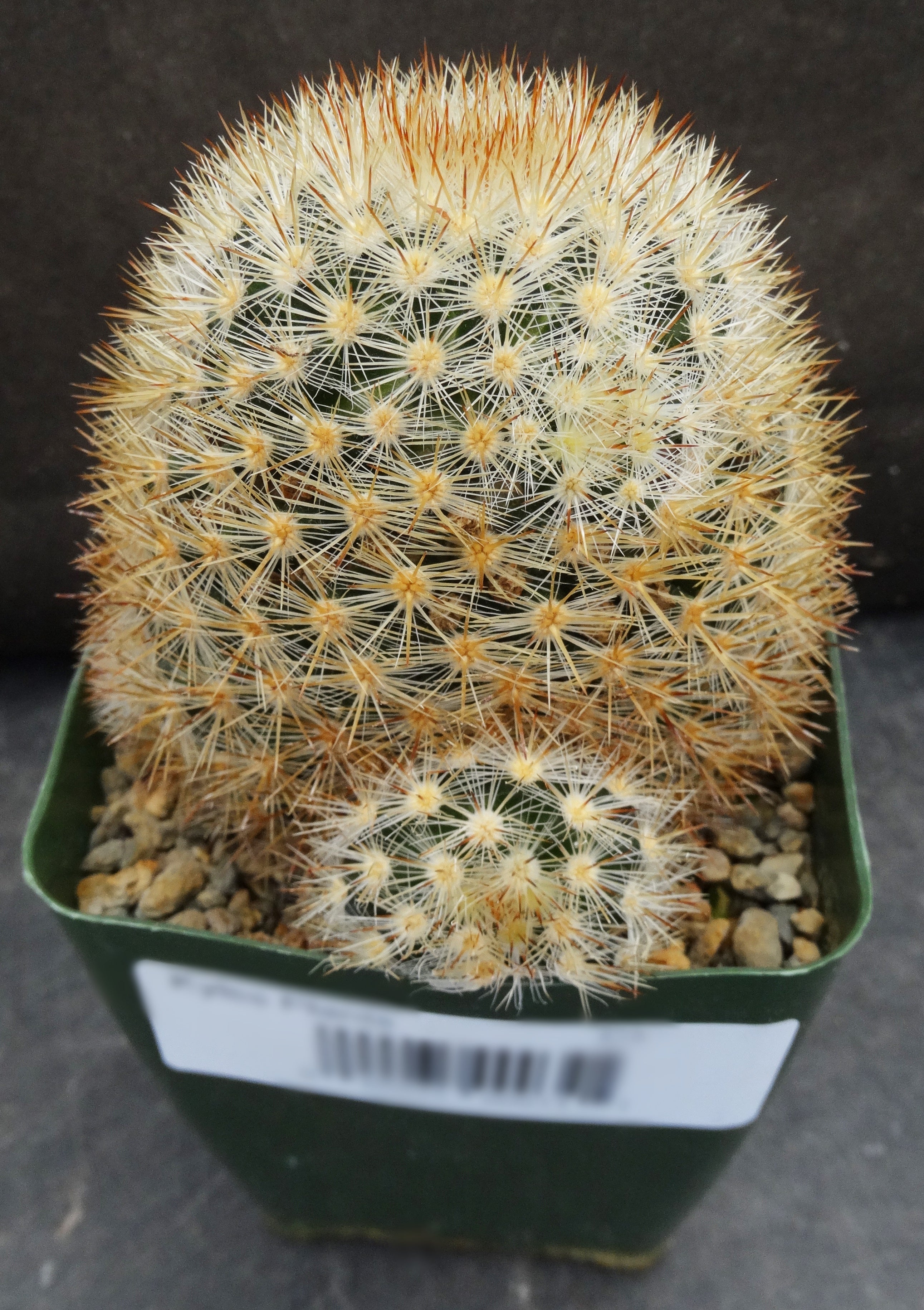 mammillaria laui Mammillaria laui v. subducta *Bigger Plant*