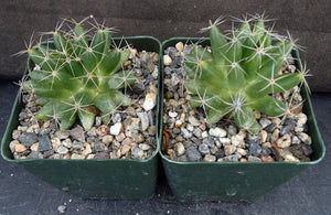 Mammillaria longimamma