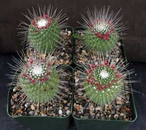 Mammillaria spinosissima cv. 'Un Pico'