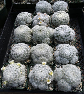 Mammillaria plumosa