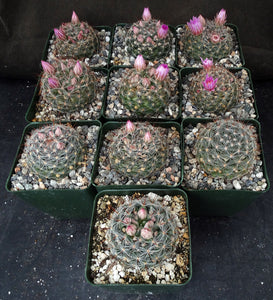 Mammillaria stampferi