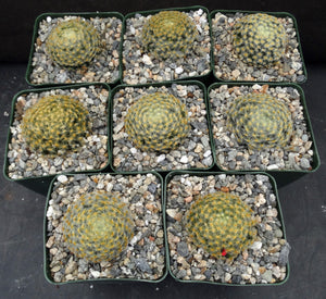 Mammillaria schiedeana