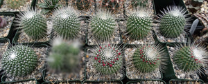 Mammillaria spinosissima cv. 'Un Pico'