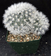 Load image into Gallery viewer, Mammillaria bocasana *Bigger Plant*
