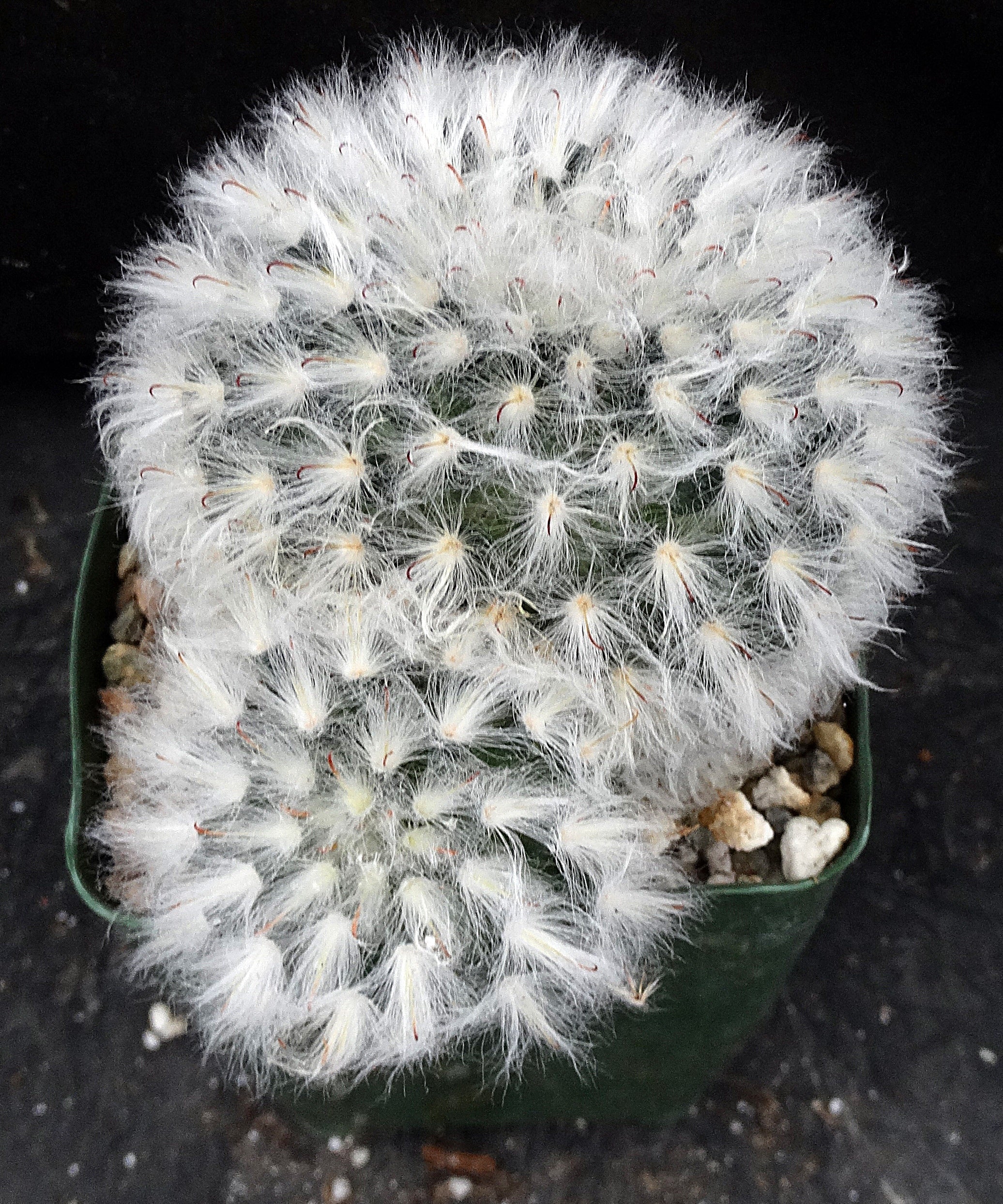 Mammillaria bocasana *Bigger Plant*