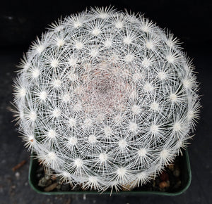 Mammillaria candida *Snowball Cactus*
