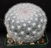 Load image into Gallery viewer, Mammillaria candida *Snowball Cactus*
