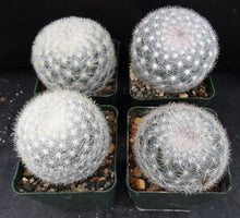 Load image into Gallery viewer, Mammillaria candida *Snowball Cactus*

