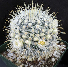 Load image into Gallery viewer, Mammillaria cowperae *Lemon Yellow Spines*
