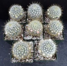 Load image into Gallery viewer, Mammillaria cowperae *Lemon Yellow Spines*
