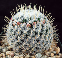 Load image into Gallery viewer, Mammillaria duwei Spine form
