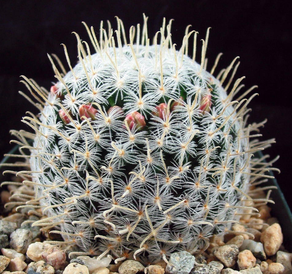 Mammillaria duwei Spine form – Kyle's Plants