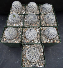Load image into Gallery viewer, Mammillaria duwei
