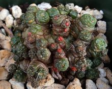 Load image into Gallery viewer, Mammillaria bocasana cv. &#39;Fred&#39; *Own Roots*
