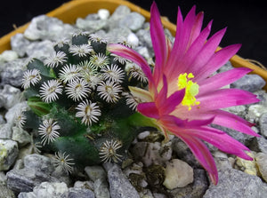 Mammillaria hernandezii