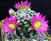 Load image into Gallery viewer, Mammillaria hernandezii
