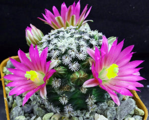 Mammillaria hernandezii