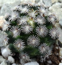 Load image into Gallery viewer, Mammillaria hernandezii
