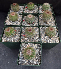 Load image into Gallery viewer, Mammillaria huitzilopochtli
