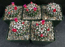 Load image into Gallery viewer, Mammillaria krameria
