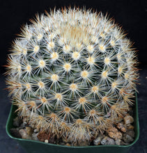 Load image into Gallery viewer, Mammillaria laui v. subducta *Bigger Plants*
