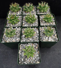 Load image into Gallery viewer, Mammillaria longimamma
