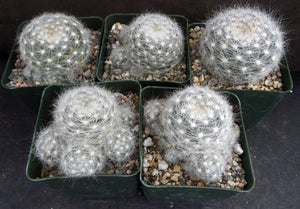 Mammillaria glassii