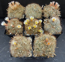 Load image into Gallery viewer, Mammillaria saffordii *Nice Clumps*
