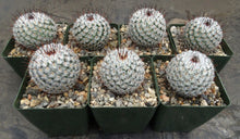 Load image into Gallery viewer, Mammillaria bombycina
