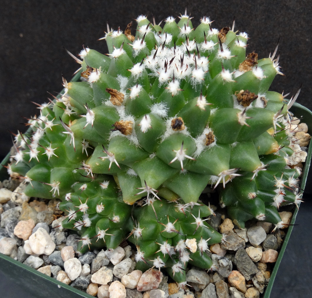 Mammillaria krameria *Clumping Plant*