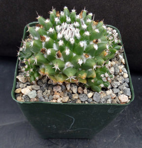 Mammillaria krameria *Clumping Plant*