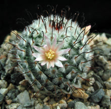 Load image into Gallery viewer, Mammillaria perezdelarosae *Cute cactus w/ black hook spines*
