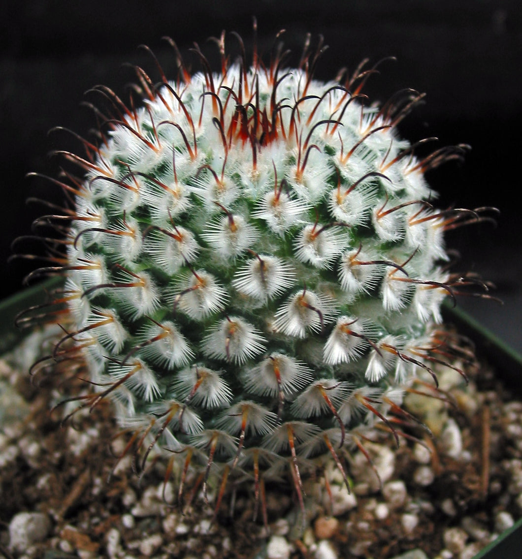 Mammillaria perezdelarosae *Cute cactus w/ black hook spines*