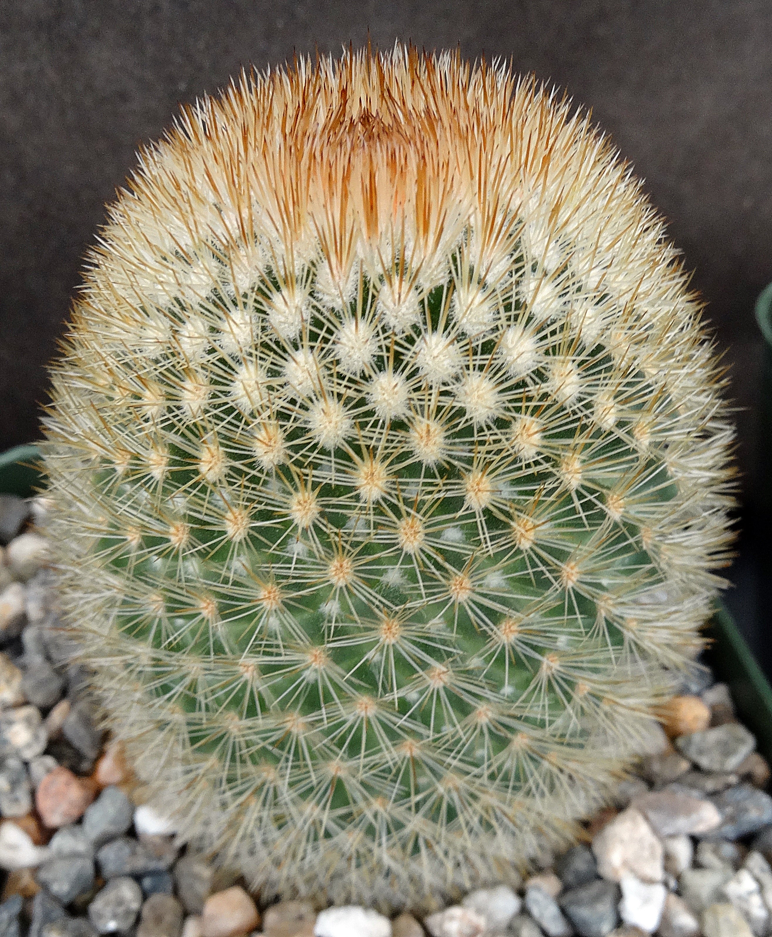 Mammillaria pilcayensis