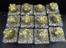 Load image into Gallery viewer, Mammillaria schiedeana
