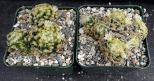 Load image into Gallery viewer, Mammillaria schiedeana *Clumping Plants*
