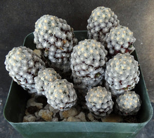 Mammillaria theresae *Big Plant*