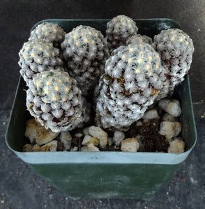 Mammillaria theresae *Big Plant*